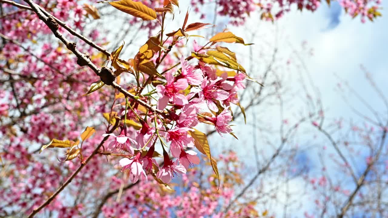 ฺ美丽的樱花(樱花)盛开和移动的风。视频素材