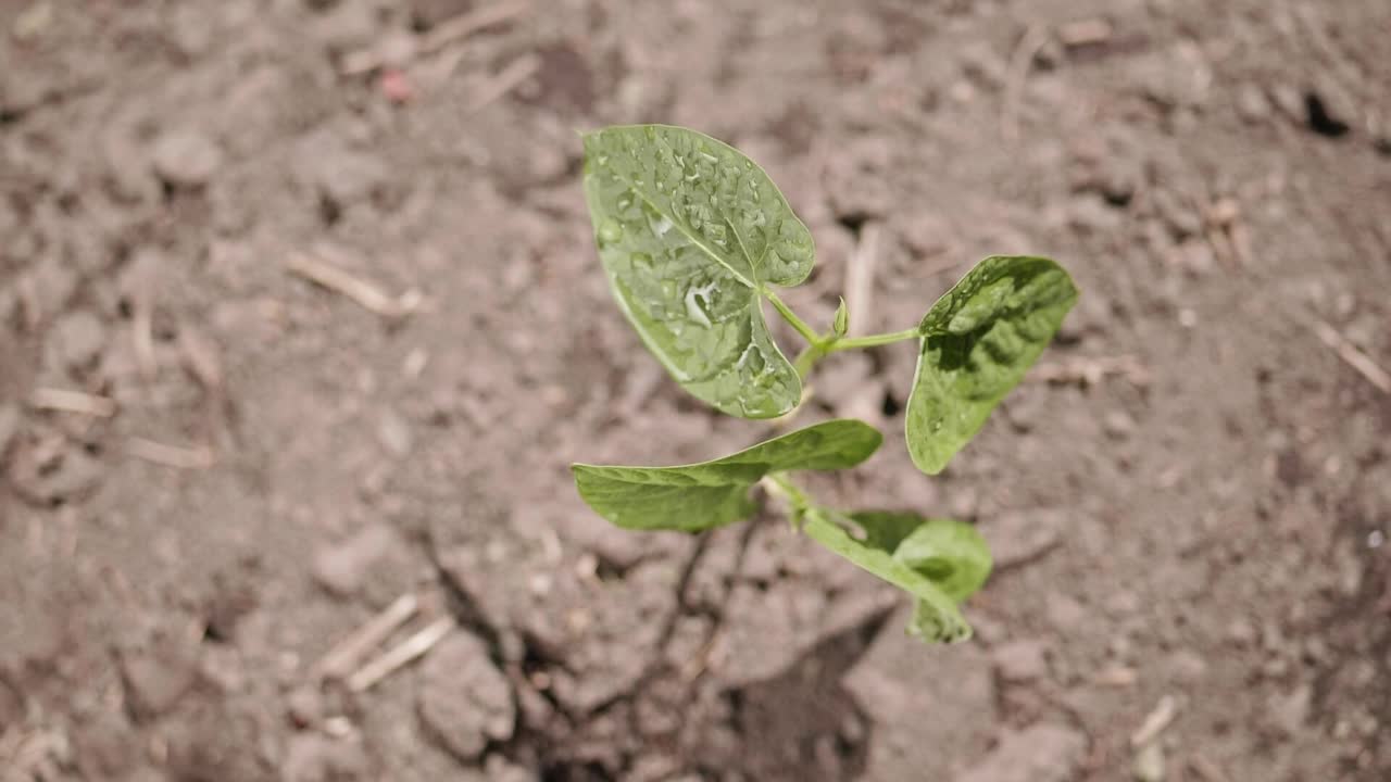 用喷壶给刚种下的蔬菜幼苗浇水视频素材