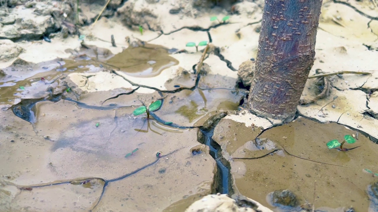 浇水开裂的土壤4k股票视频视频素材