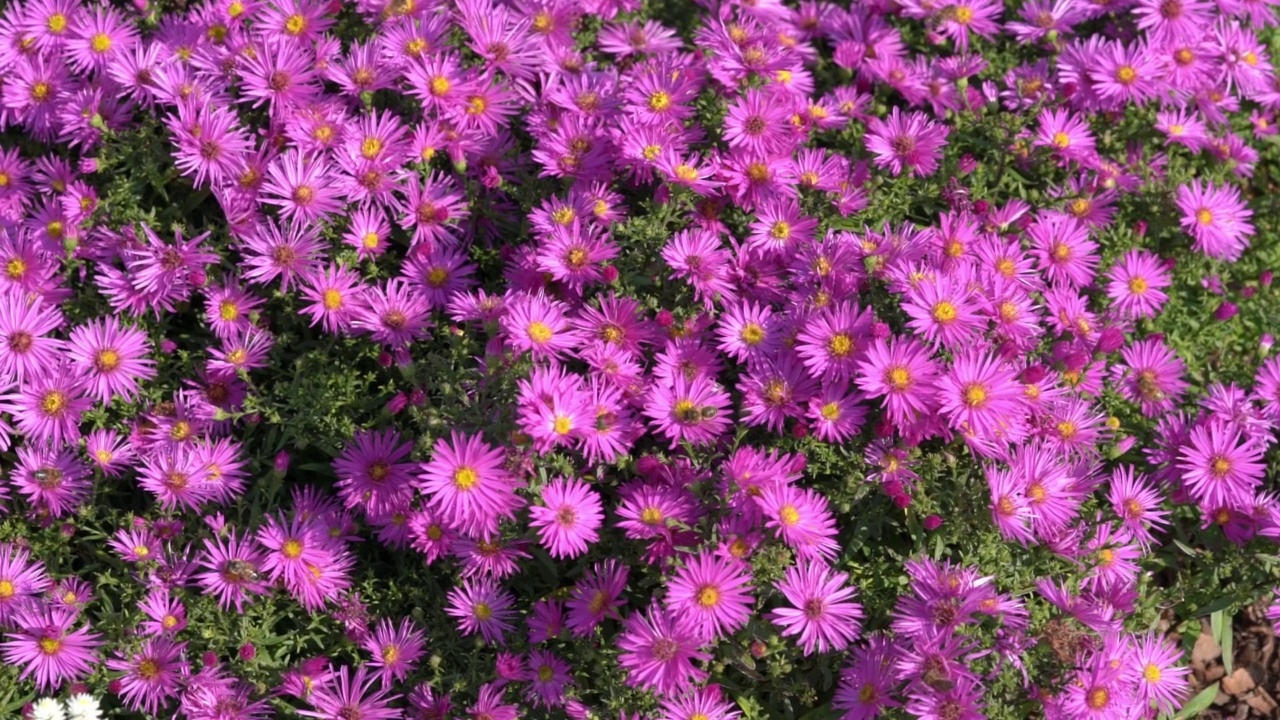 Aster novi belgii“花花公子”视频素材