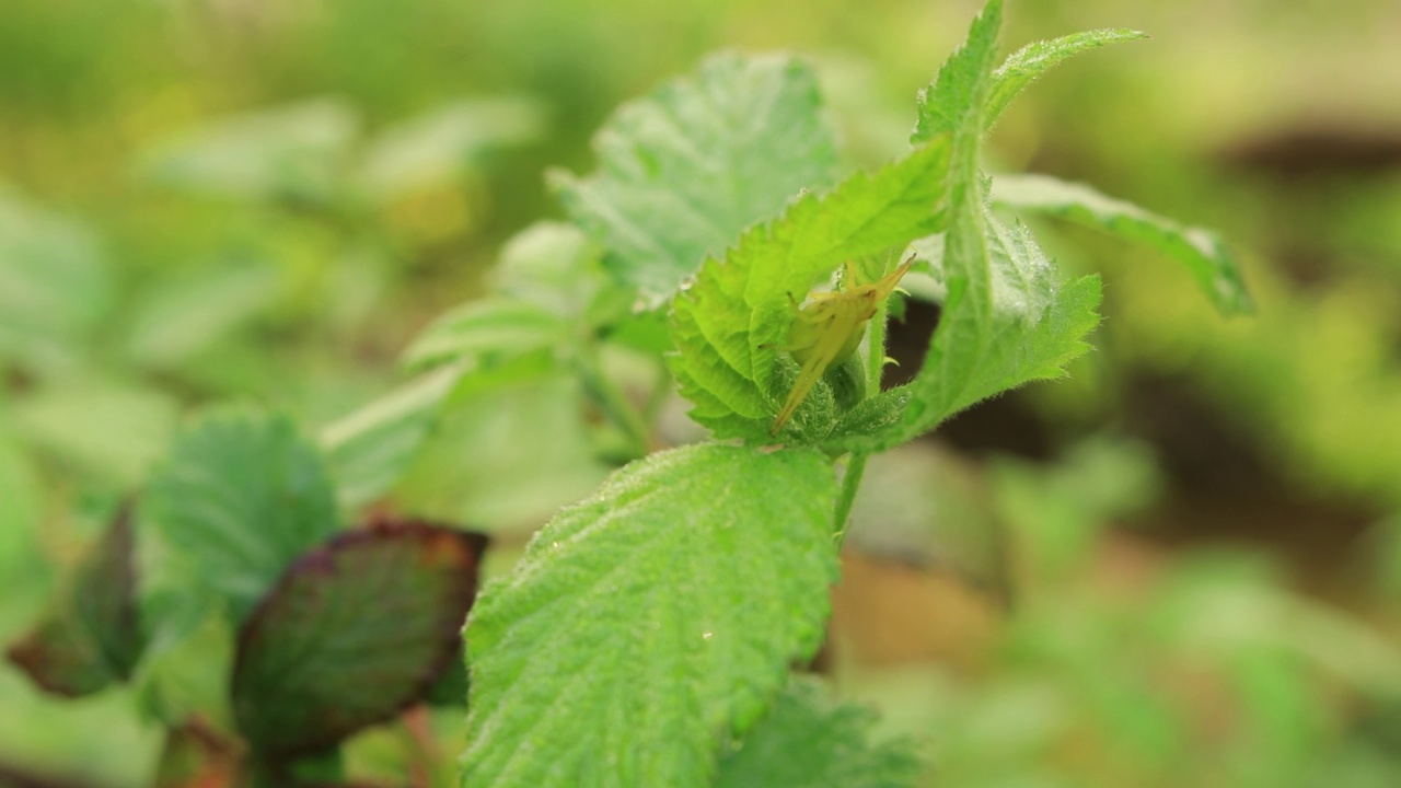 森林里树叶上面的昆虫视频素材