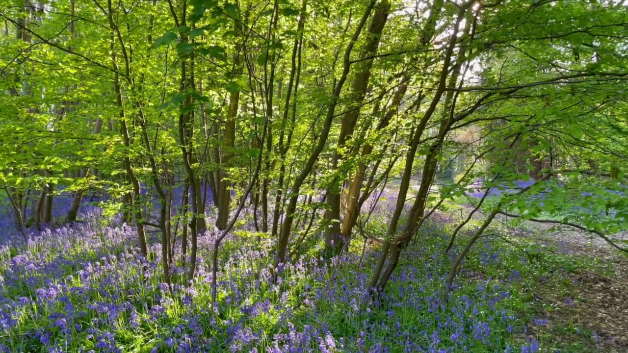 英国肯特郡毕晓普斯伯恩2022年5月20日。蓝铃花覆盖着英格兰林地，背景是灌木丛生的山毛榉。视频素材