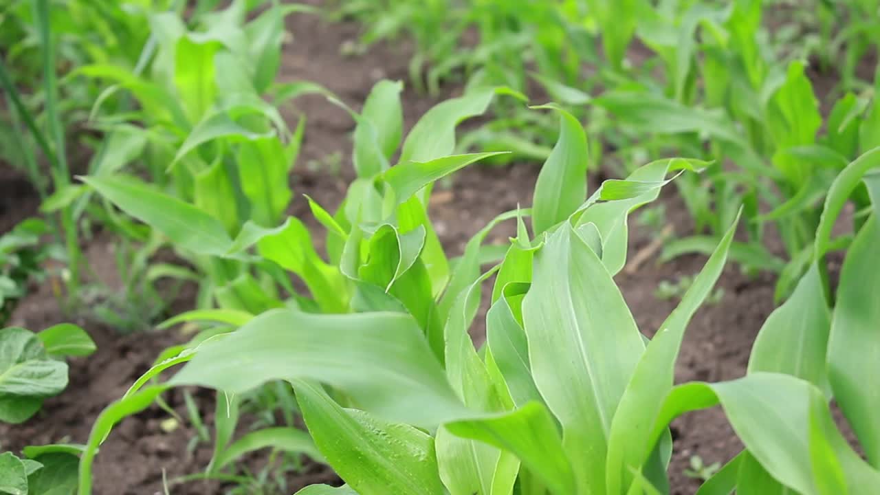 豆芽的玉米视频下载