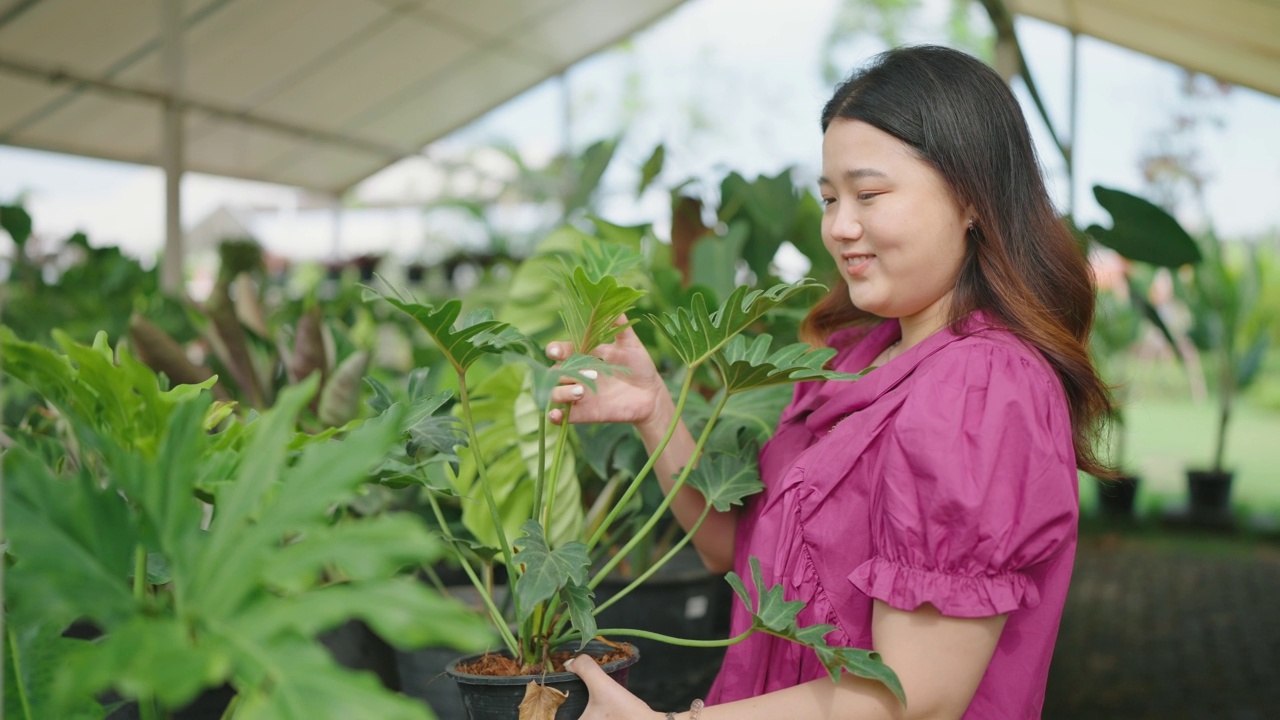 亚洲女性顾客在花园商店、家和花园的概念选择Monstera植物。视频素材