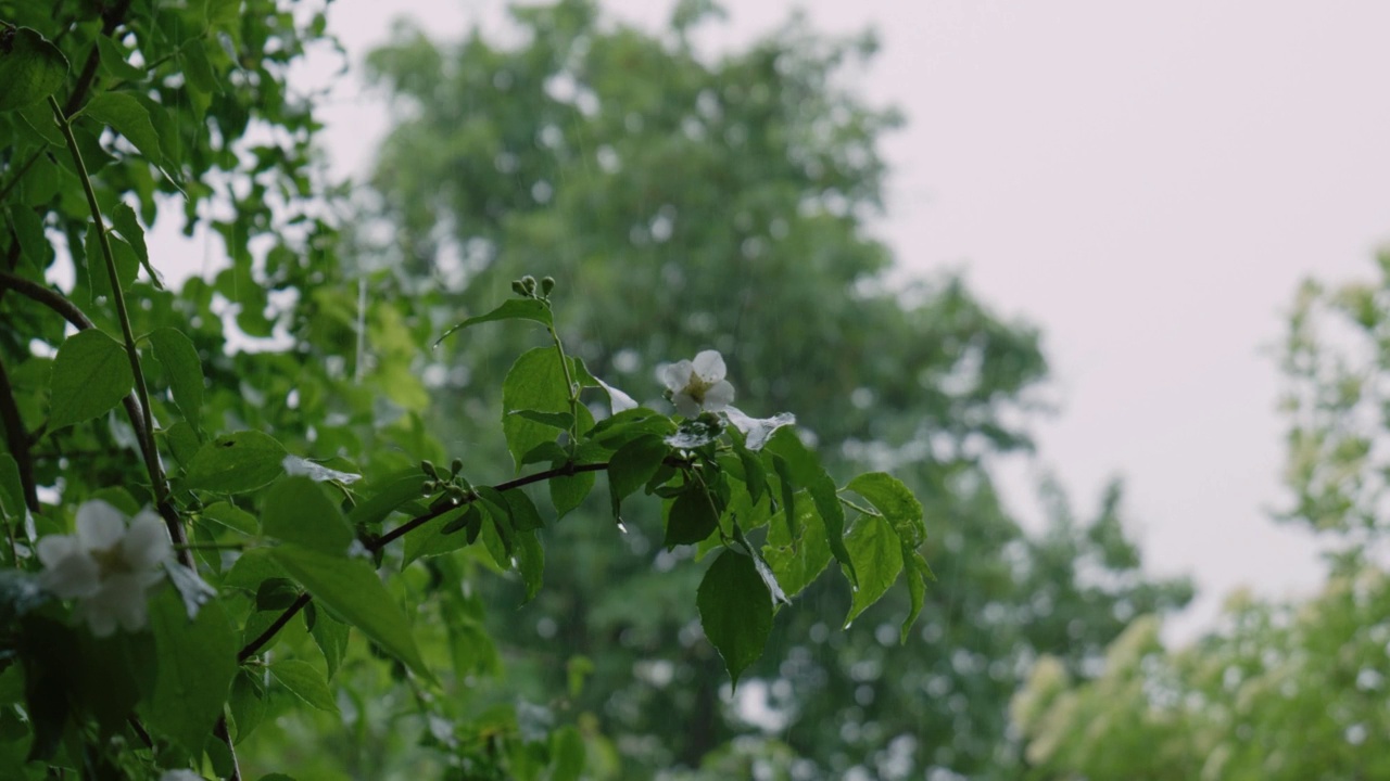 忧郁的夏雨落在草木上。天空乌云密布，实时无人视频素材