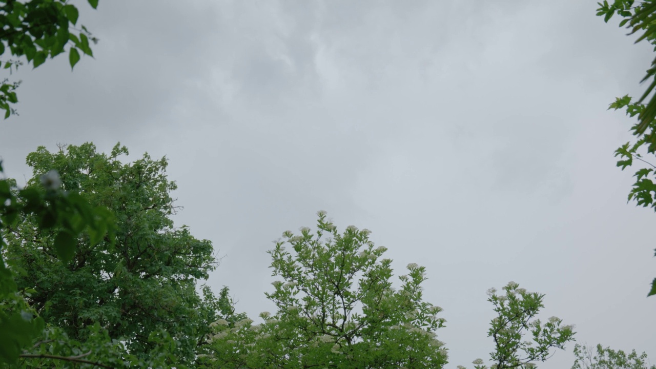 忧郁的夏雨落在草木上。天空乌云密布，实时无人视频素材