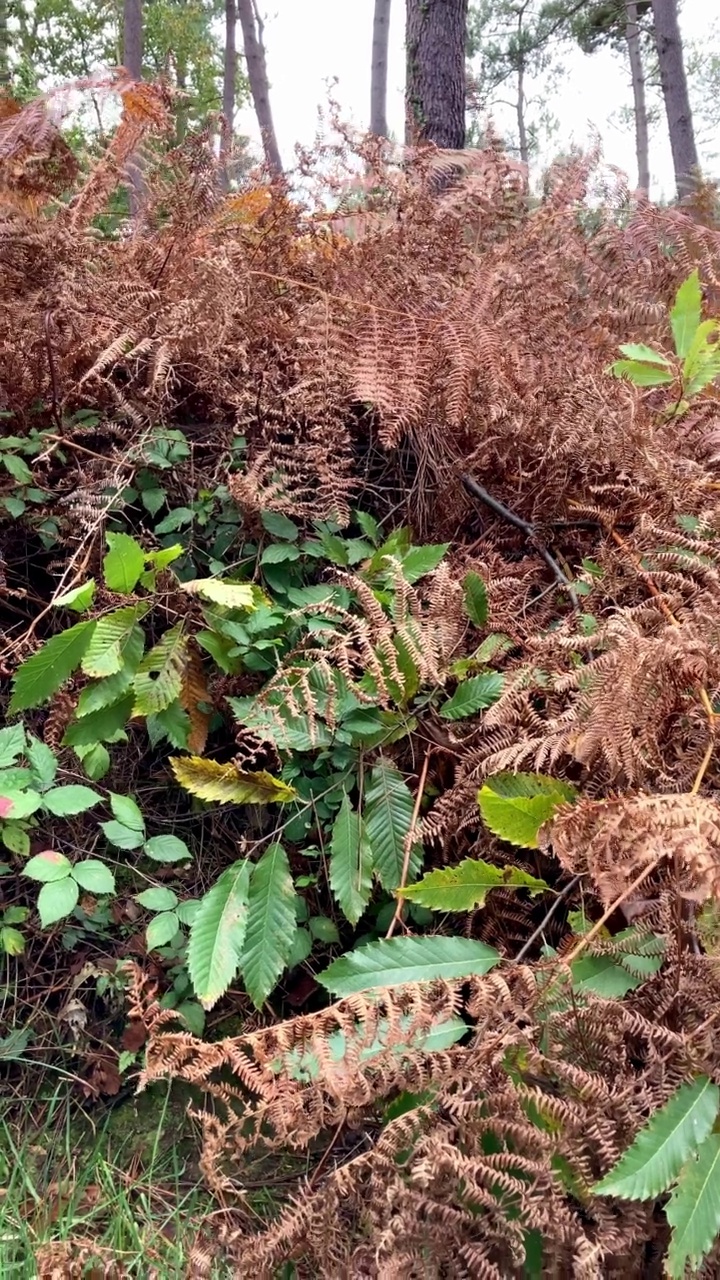 森林中的蕨类植物视频素材