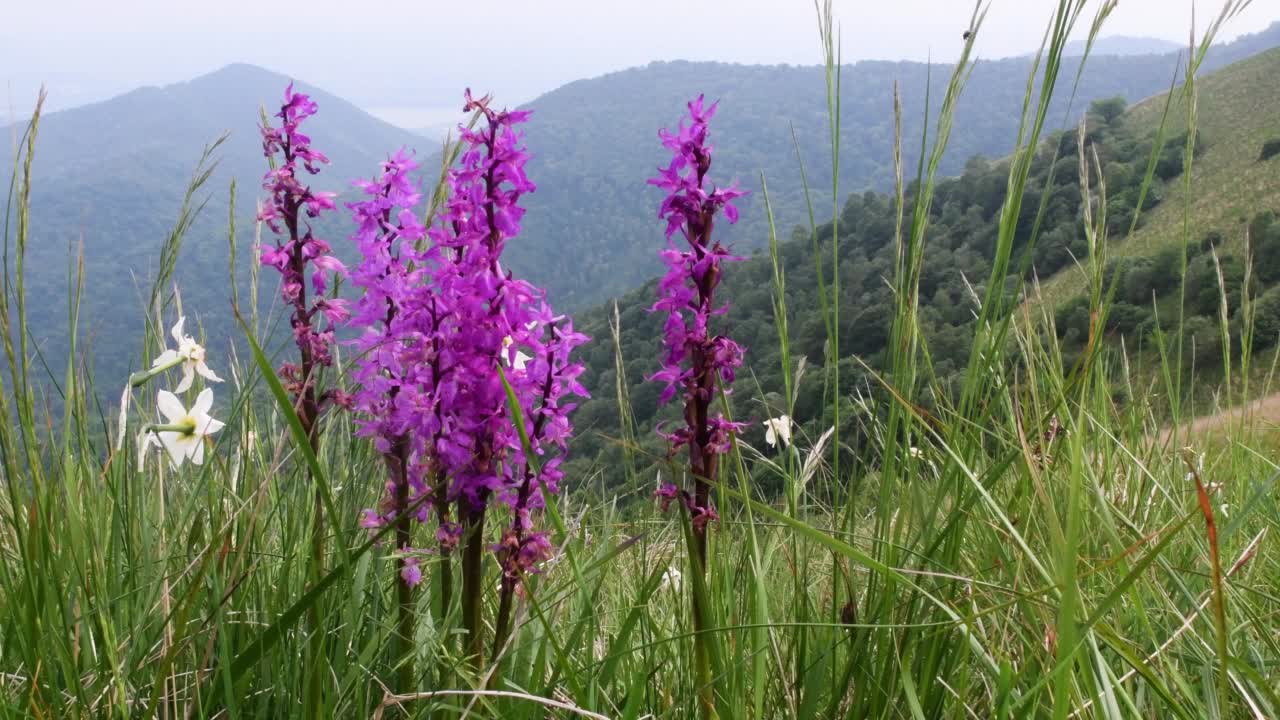 山上的野生兰花视频素材