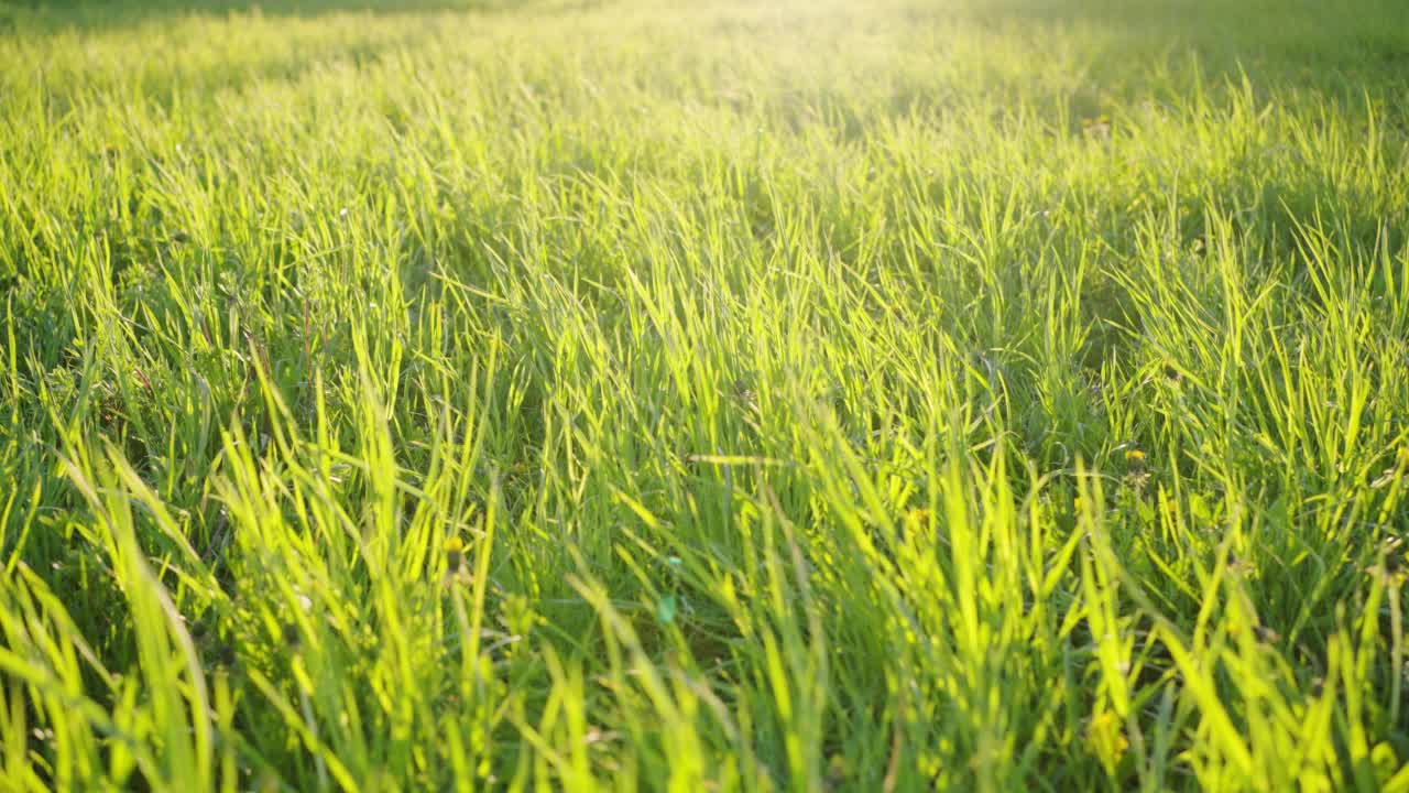 绿色的长草在夕阳的余晖中随风摇曳视频素材