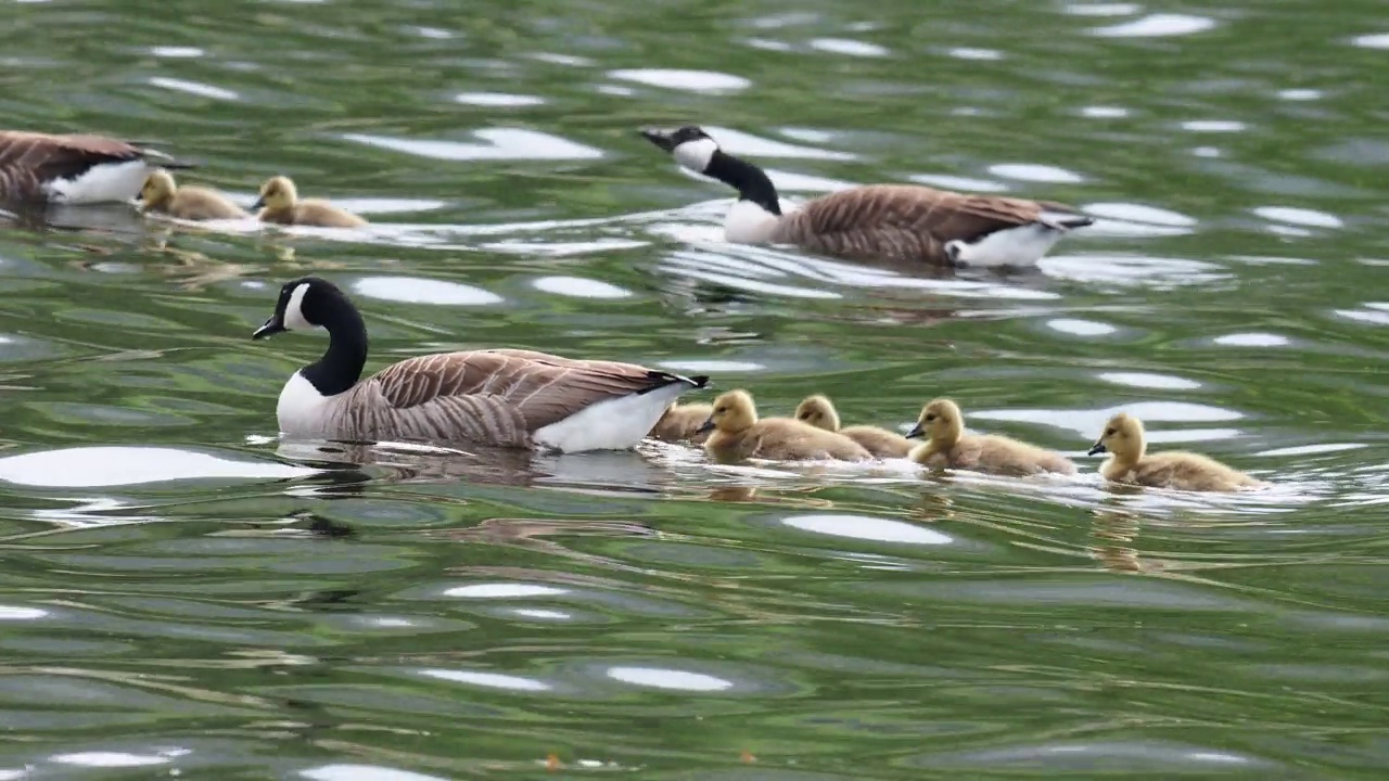 加拿大鹅，Branta canadensis，带着小鹅，在Brathay河，安布尔赛德，湖区，英国。视频素材