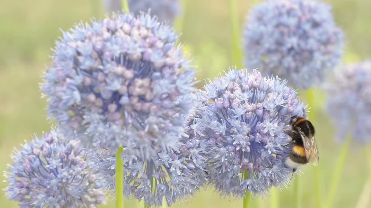 两只蜜蜂在爱沙尼亚的两朵花上视频素材