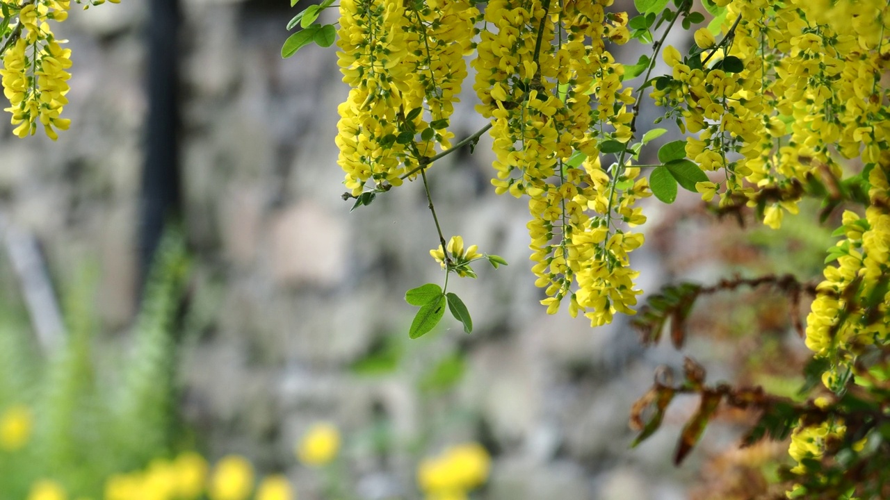 英国湖区安布尔赛德的一株金链花(Laburnum anagyroides)与大黄蜂一起采集花粉。视频素材