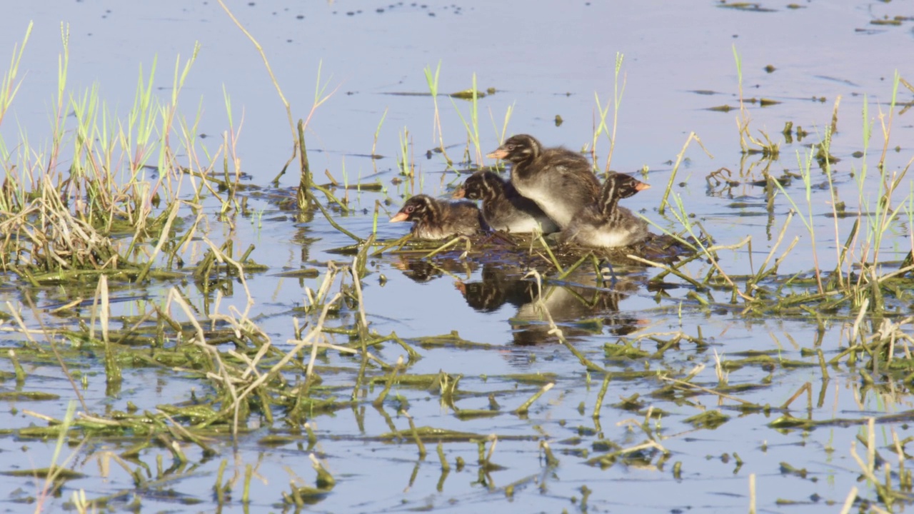 小灰蝶(Tachybaptus ruficollis)筑巢视频素材