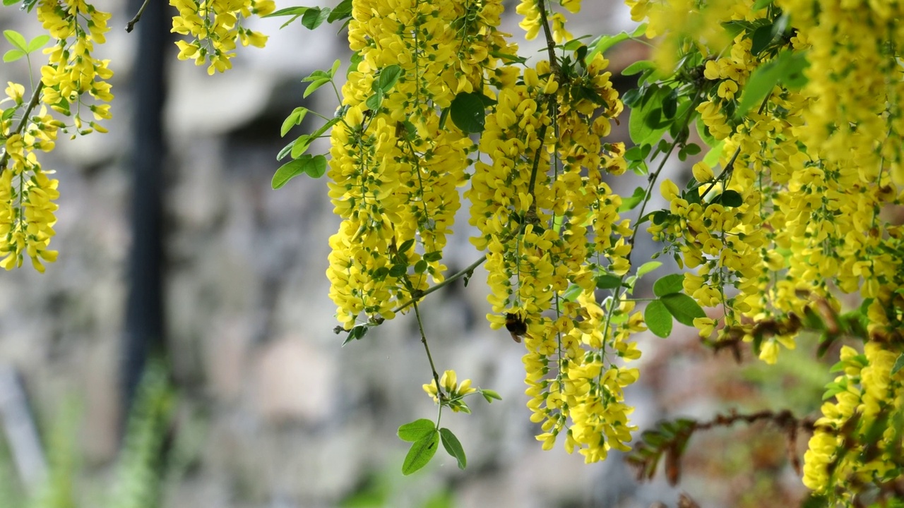 英国湖区安布尔赛德的一株金链花(Laburnum anagyroides)与大黄蜂一起采集花粉。视频素材