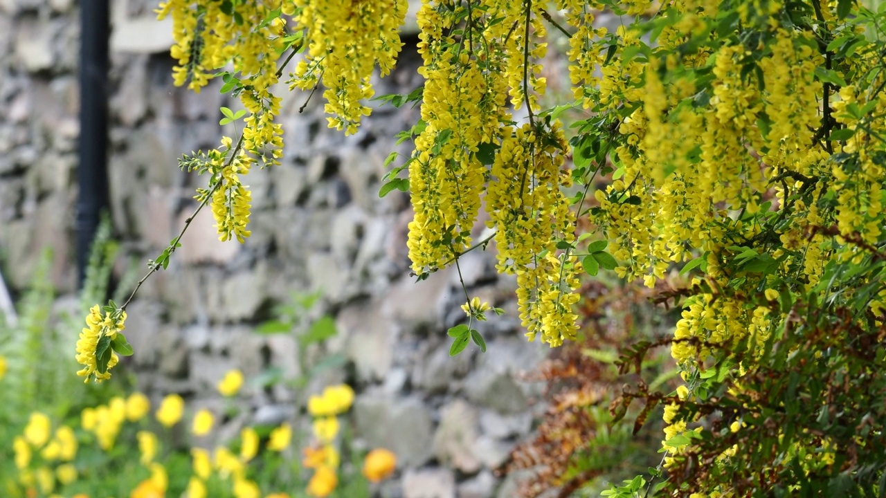 英国湖区安布尔赛德的一株金链花(Laburnum anagyroides)与大黄蜂一起采集花粉。视频素材