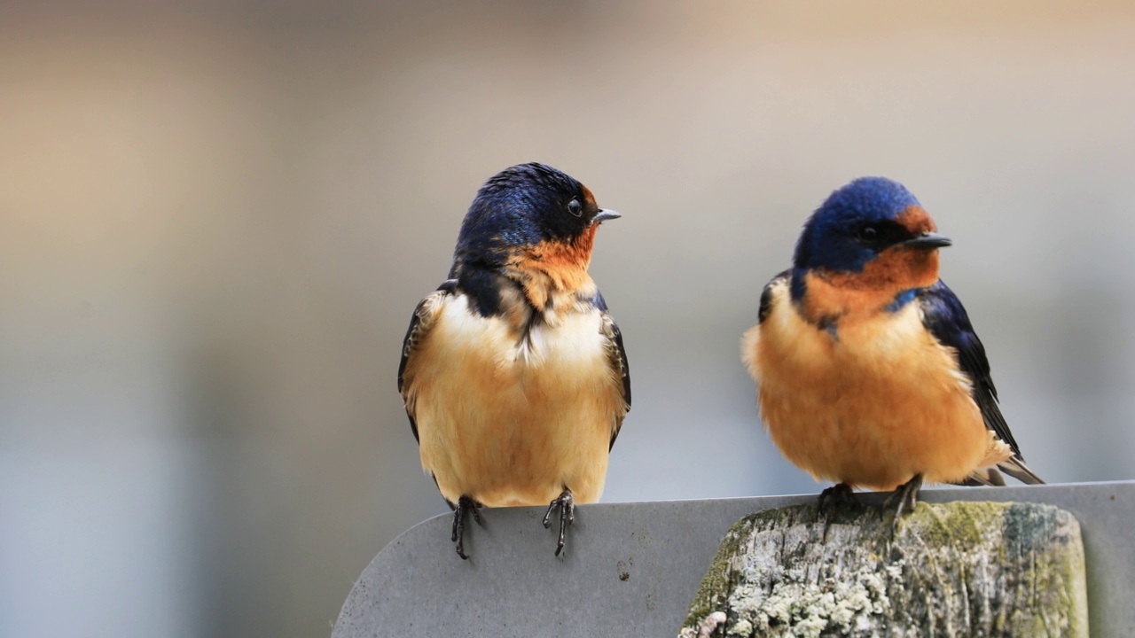 一对谷仓燕子，Hirundo rustica，在柱子上放松视频素材