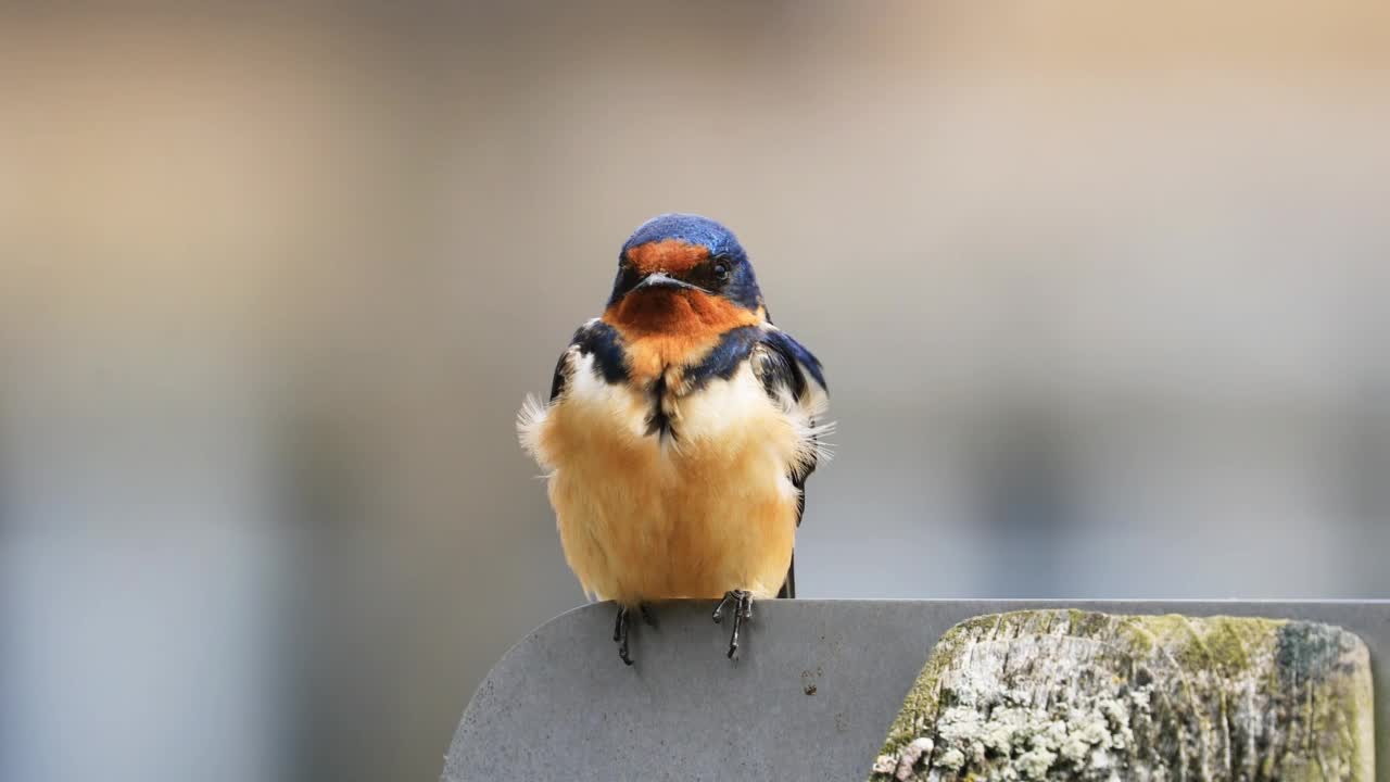 雌性谷仓燕子，Hirundo rustica，在柱子上放松视频素材