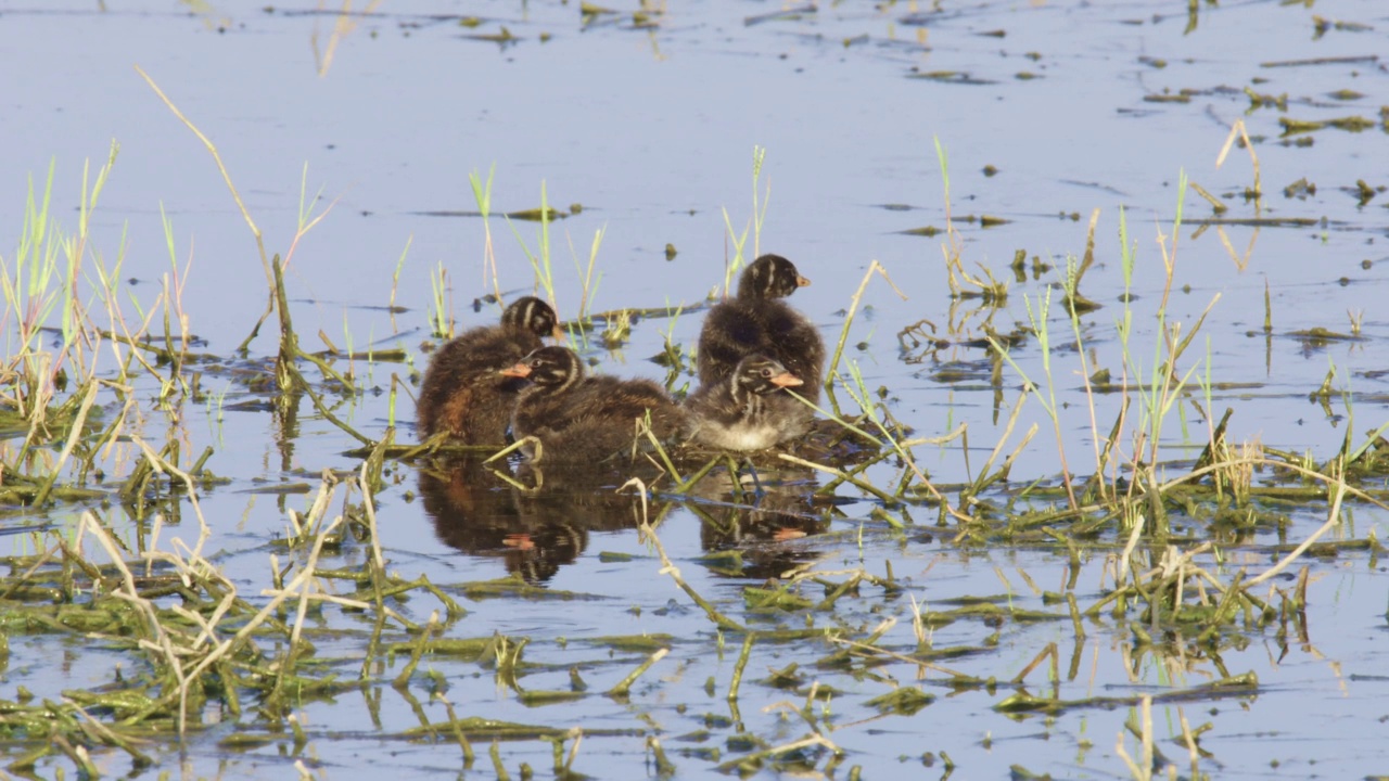 小灰蝶(Tachybaptus ruficollis)筑巢视频素材