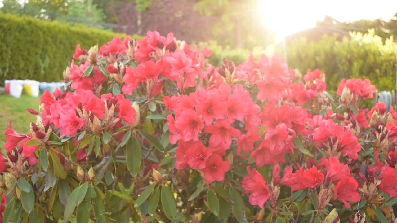 美丽的杜鹃花视频素材