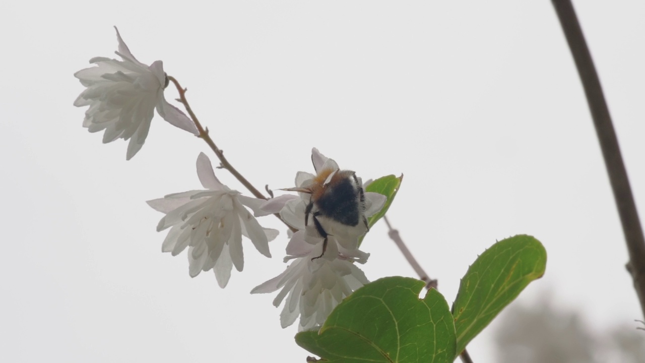 在爱沙尼亚的花园里，一只蜜蜂正在为白花授粉视频素材