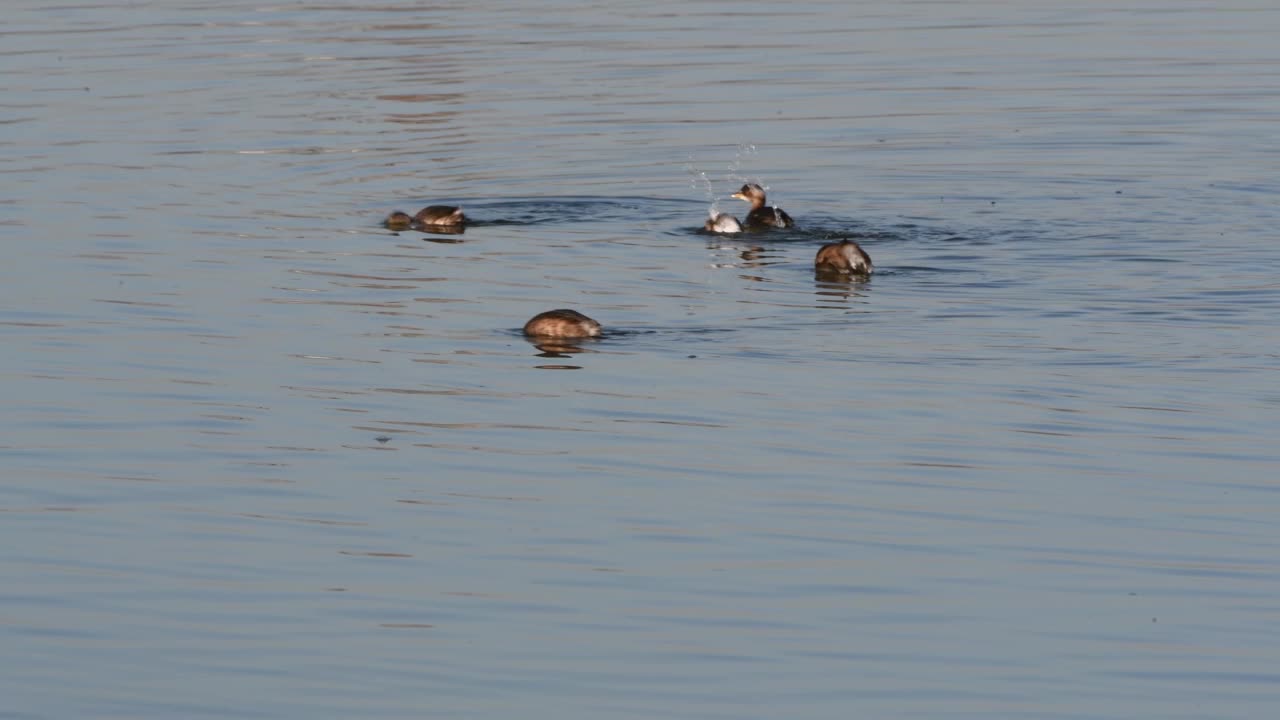 小灰蝶(Tachybaptus ruficollis)视频素材