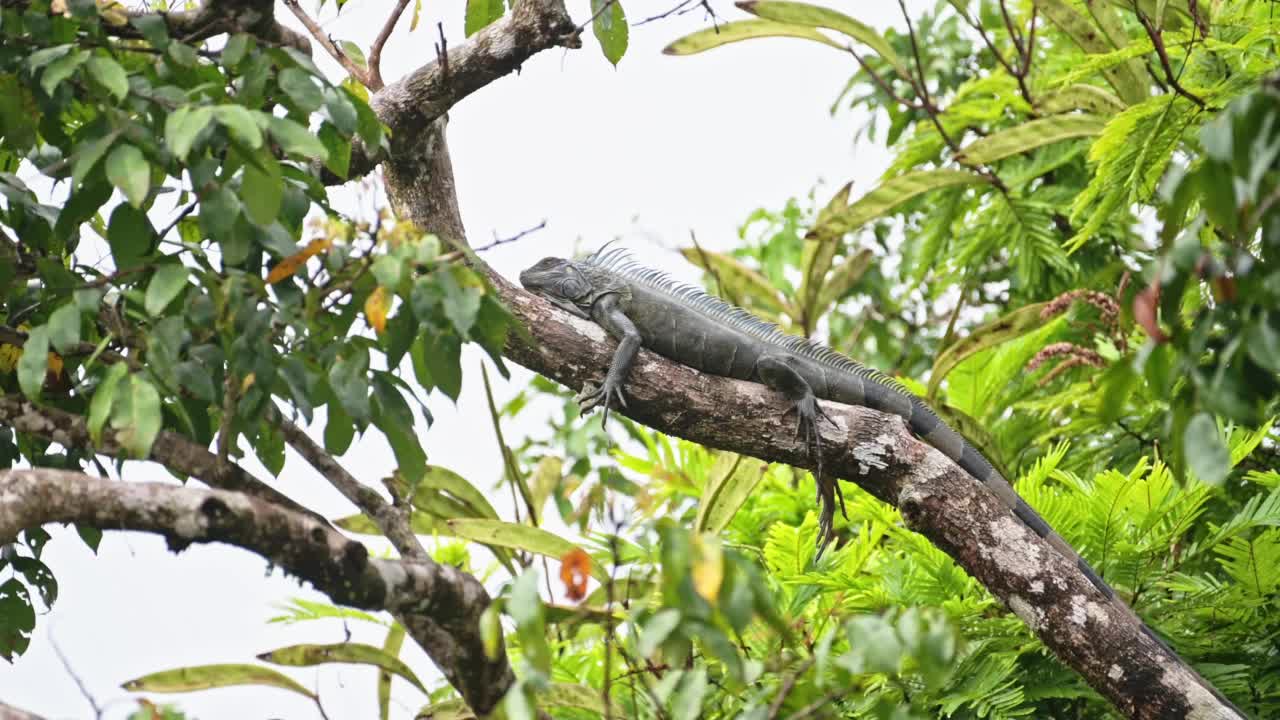 哥斯达黎加野生动物，绿色鬣蜥，热带雨林的温血爬行动物，躺在树上晒太阳，托图盖罗国家公园的动物，中美洲，惊人的自然在其栖息地视频素材