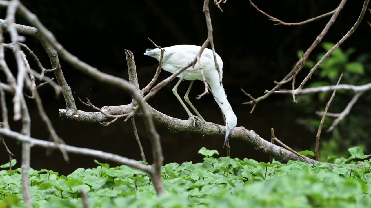 小蓝鹭(白鹭)，在河里捕鱼捕鱼，哥斯达黎加鸟类和野生动物行为，托图盖罗国家公园的鸟类生活和自然，中美洲的观鸟视频素材