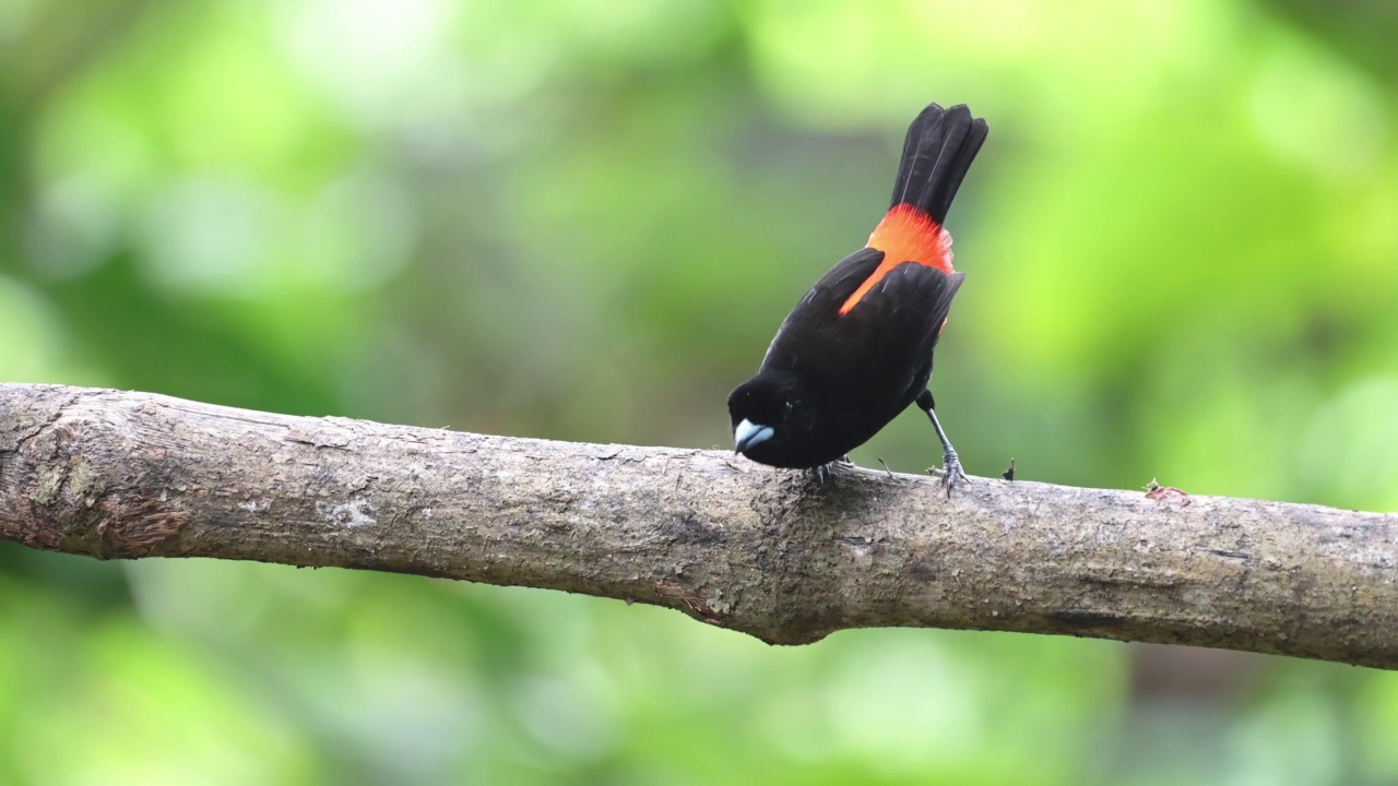 Scarlet Rumped Tanager (ramphocelus passerinii)，哥斯达黎加热带鸟类，野生动物和雨林鸟类，在博卡Tapada观鸟，美丽的异国自然中美洲视频素材