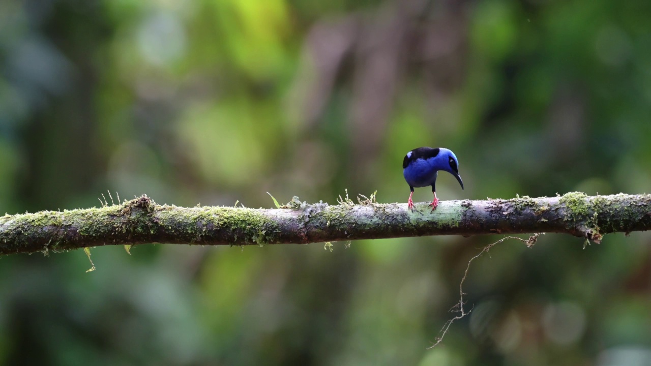 红腿蜜旋木雀(cyanerpes cyaneus)，一种鲜艳的蓝色热带鸟在哥斯达黎加，野生动物和雨林鸟类，观鸟在Boca Tapada，靠近尼加拉瓜在中美洲视频素材