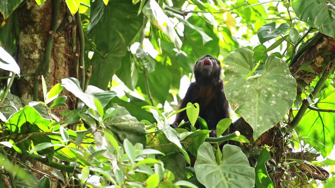 披风吼猴(alouatta palliata)，哥斯达黎加野生动物，吃树叶和植物在树上，雨林动物，博卡Tapada，哥斯达黎加，中美洲视频素材