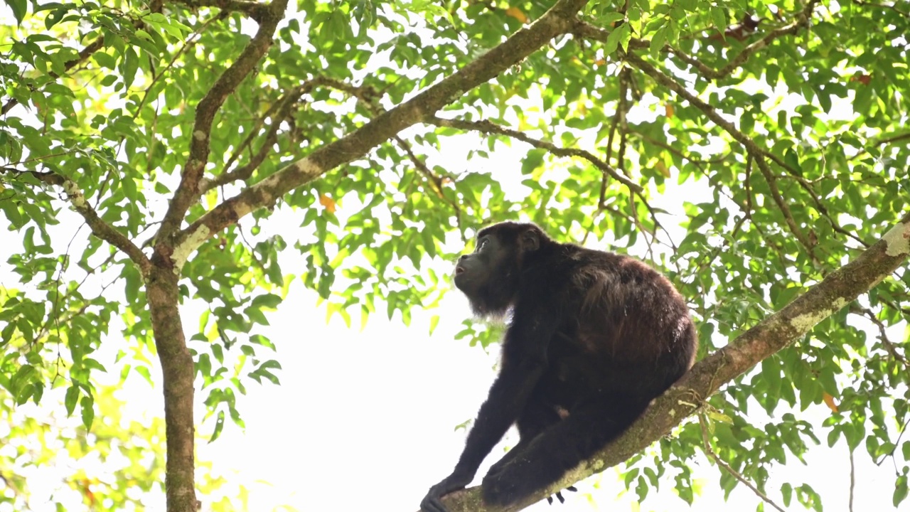 披风吼猴(alouatta palliata)，哥斯达黎加野生动物，在树上攀爬，热带雨林动物和自然，博卡塔巴达，哥斯达黎加，中美洲视频素材