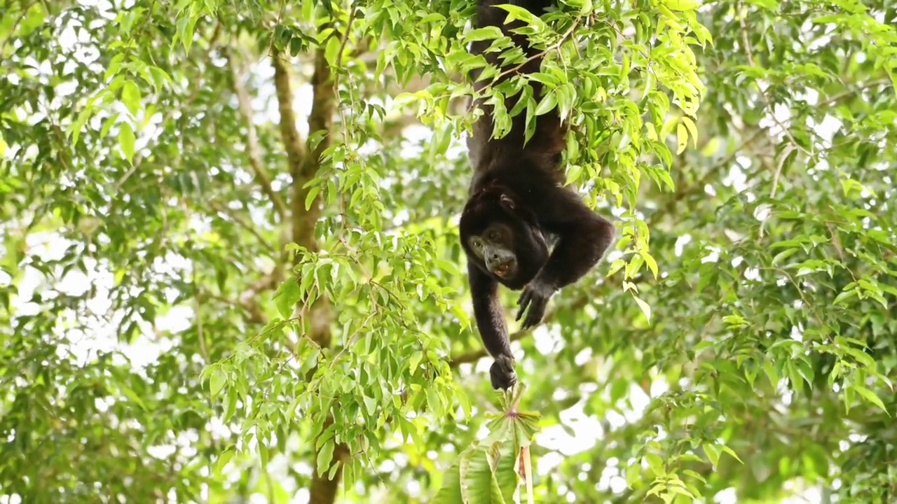 披风吼猴(alouatta palliata)，哥斯达黎加野生动物，吃树叶和植物在树上，雨林动物，博卡Tapada，哥斯达黎加，中美洲视频素材