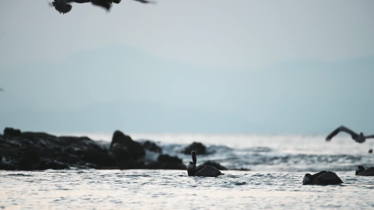 哥斯达黎加的鸟类和野生动物，褐鹈鹕(西斑鹈鹕)摄食狂乱，大型鸟群的惊人动物行为飞行钓鱼和潜水在太平洋海岸和海洋，彭塔利昂纳视频素材