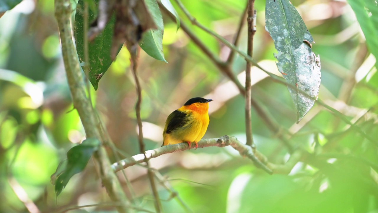 美丽的哥斯达黎加鸟类，橙色的领鸟(manacus aurantiacus)，卡拉拉国家公园森林中的黄色热带鸟，中美洲明亮的黄色羽毛视频素材