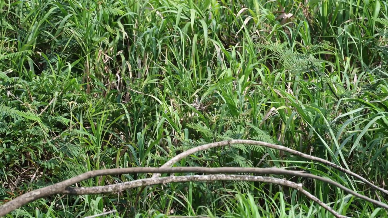 哥斯达黎加鸟类，大蓝鹭(ardea herodias)飞行起飞后栖息在树枝上，塔科勒斯河鸟类生活，哥斯达黎加观鸟野生动物假期，鸟类生活和自然视频素材