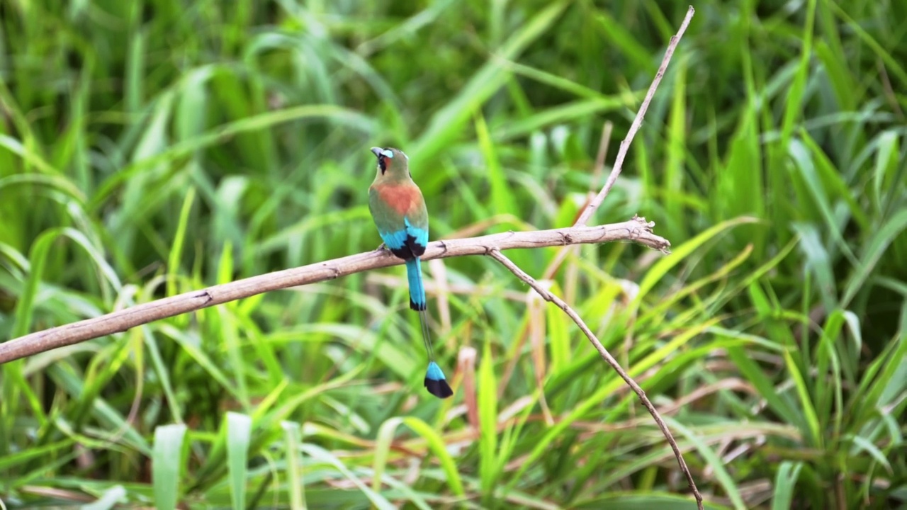 哥斯达黎加异国鸟飞行，蓝绿色的眉毛momot (eumomota superciiliosa)，在飞行中从栖息在树枝上起飞，Tarcoles河鸟生活，观鸟假日假期视频素材