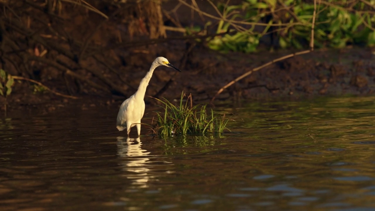 哥斯达黎加鸟类，大白鹭(普通大白鹭，ardea alba)涉水和钓鱼在Tarcoles河，鸟类观察野生动物假日假期，中美洲鸟类生活视频素材