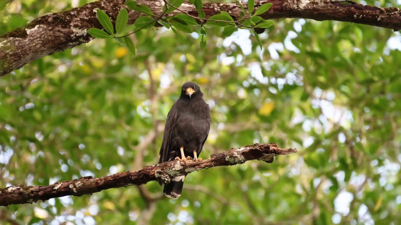 哥斯达黎加鸟类和野生动物，普通黑鹰(buteogallus anthracinus)栖息在一棵树的树枝上，塔克尔斯河鸟生活，鸟类生活和自然假期假期视频素材