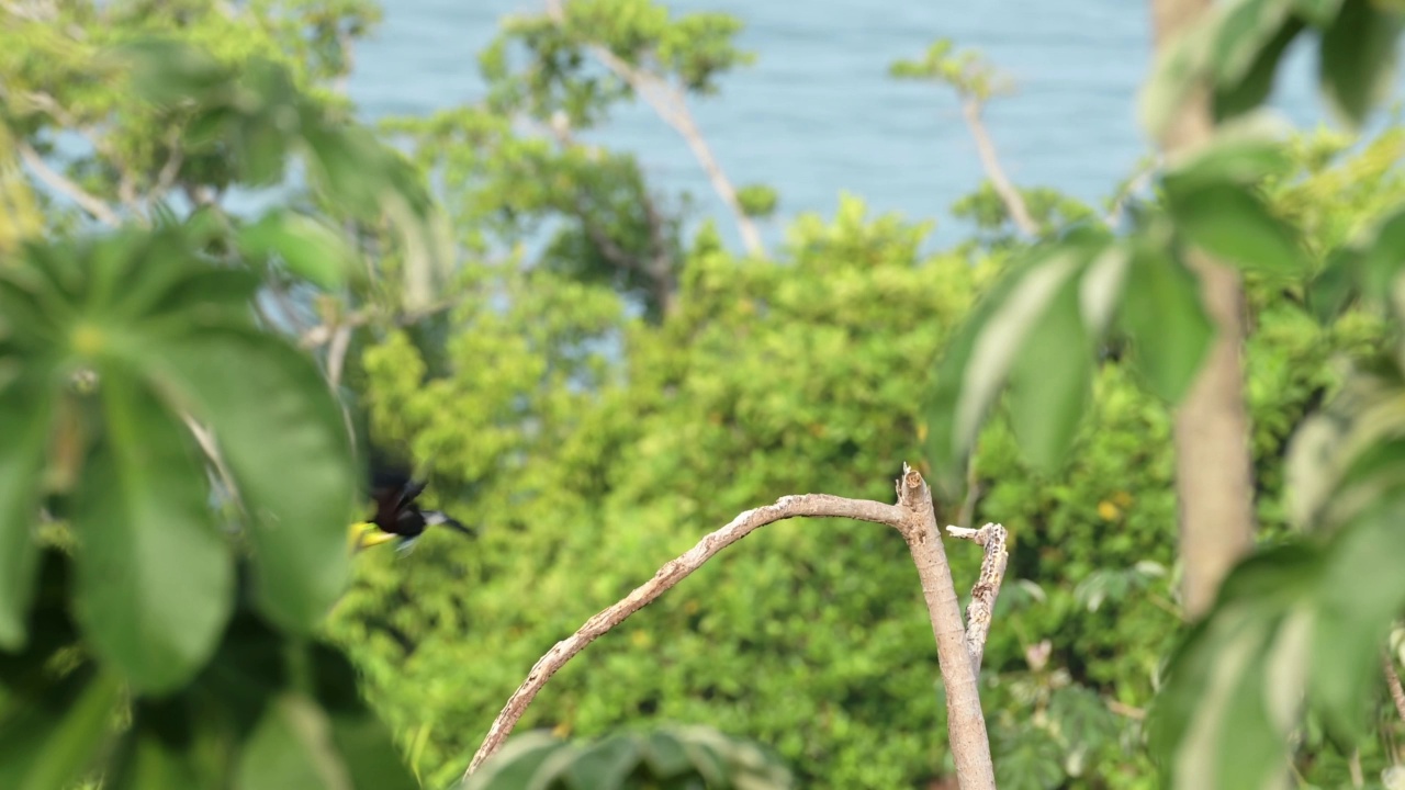 哥斯达黎加巨嘴鸟飞行，栗子巨嘴鸟(ramphastos Swainsons Toucan, ambiguus swainsonii)从热带雨林一棵树的树枝上起飞，Ballena海洋国家公园视频素材