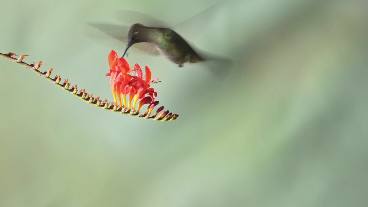 哥斯达黎加鸟类和野生动物，塔拉曼卡蜂鸟(eugenes spectabilis)从花喂养，飞行和喝花蜜，美丽多彩的鸟类在飞行，神奇的热带雨林鸟类视频素材