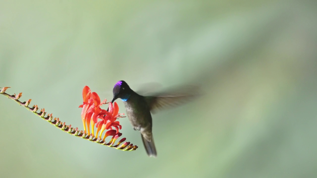 塔拉曼卡蜂鸟(eugenes spectabilis)飞行，喂养和饮用花蜜，哥斯达黎加鸟类与Copyspace的背景，美丽惊人的异国鸟类和野生动物视频素材