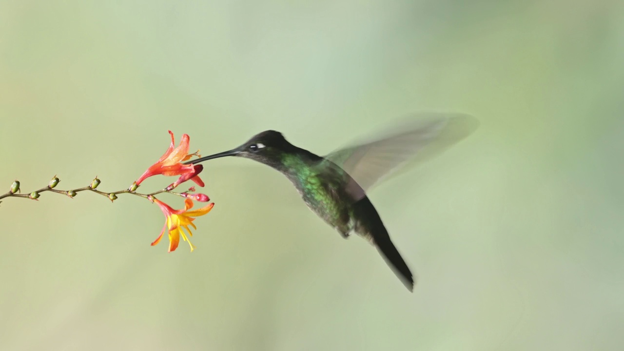 塔拉曼卡蜂鸟(eugenes spectabilis)飞行，喂养和饮用花蜜，哥斯达黎加鸟类与Copyspace的背景，美丽惊人的异国鸟类和野生动物视频素材