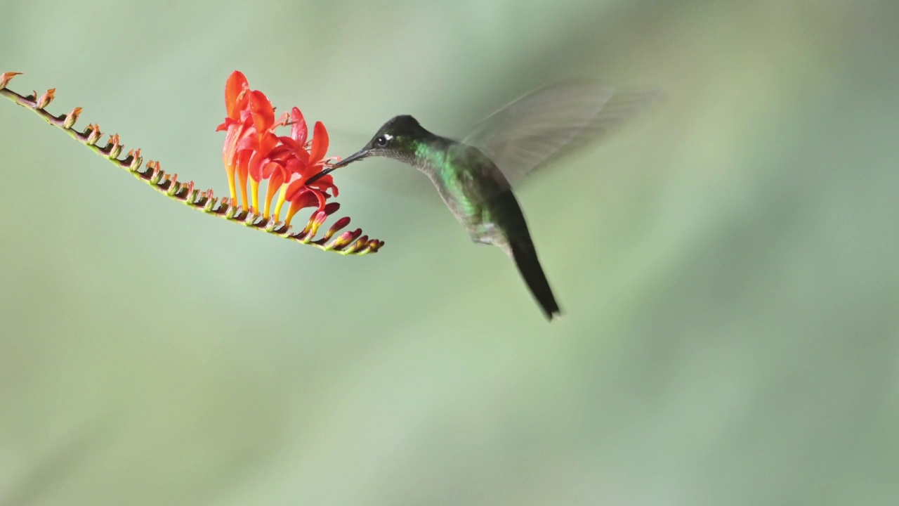 塔拉曼卡蜂鸟(eugenes spectabilis)飞行，喂养和饮用花蜜，哥斯达黎加鸟类在飞行，美丽的惊人的异国热带雨林鸟类和野生动物视频素材