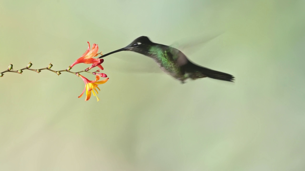 塔拉曼卡蜂鸟(eugenes spectabilis)飞行，喂养和饮用花蜜，哥斯达黎加鸟类在飞行，美丽的惊人的异国热带雨林鸟类和野生动物视频素材