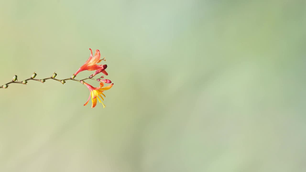 塔拉曼卡蜂鸟(eugenes spectabilis)飞行，喂养和饮用花蜜，哥斯达黎加鸟类与Copyspace的背景，美丽惊人的异国鸟类和野生动物视频素材