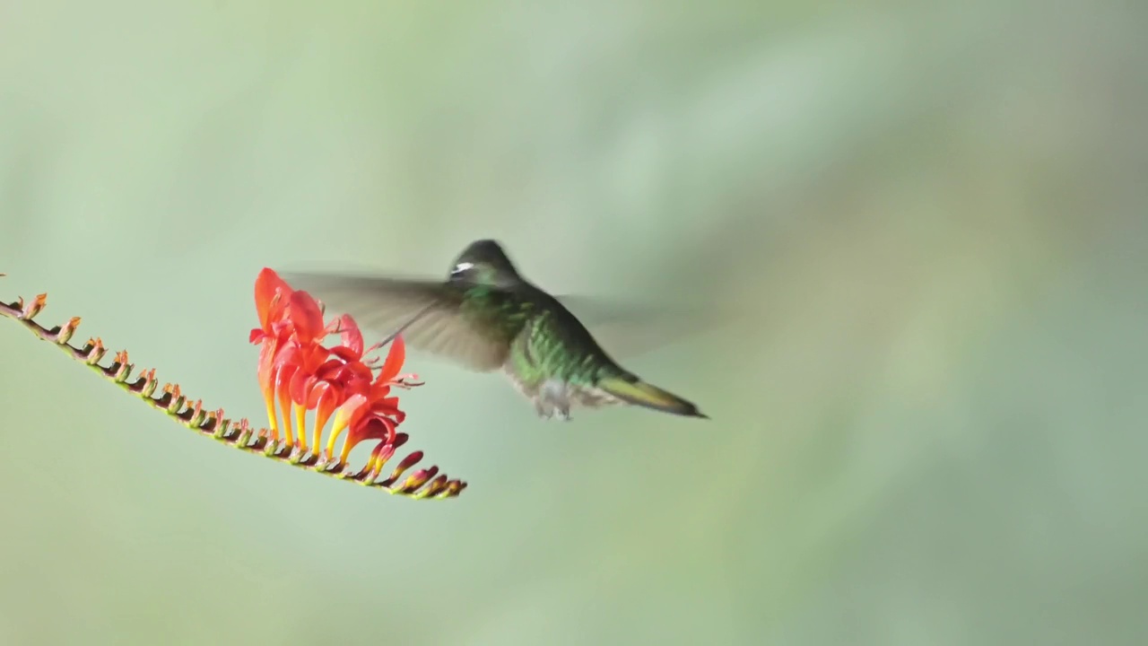 塔拉曼卡蜂鸟(eugenes spectabilis)飞行，喂养和饮用花蜜，哥斯达黎加鸟类在飞行，美丽的惊人的异国热带雨林鸟类和野生动物视频素材