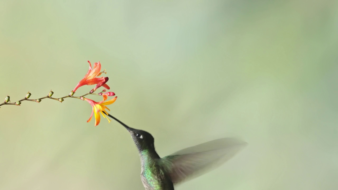 塔拉曼卡蜂鸟(eugenes spectabilis)飞行，喂养和饮用花蜜，哥斯达黎加鸟类在飞行，美丽的惊人的异国热带雨林鸟类和野生动物视频素材