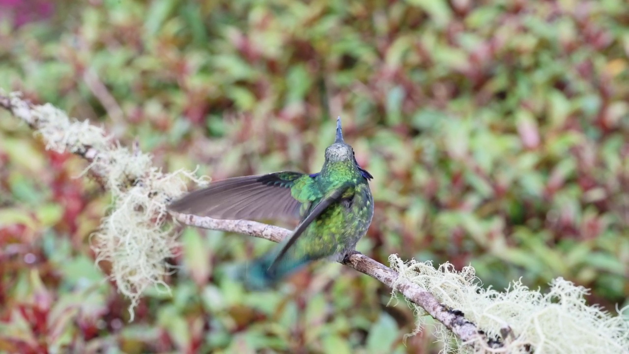 哥斯达黎加蜂鸟，小紫堇蜂鸟(colibri cyanotus)与火喉蜂鸟(panterpe insignis)在雨林云雾森林战斗和争吵的鸟视频素材