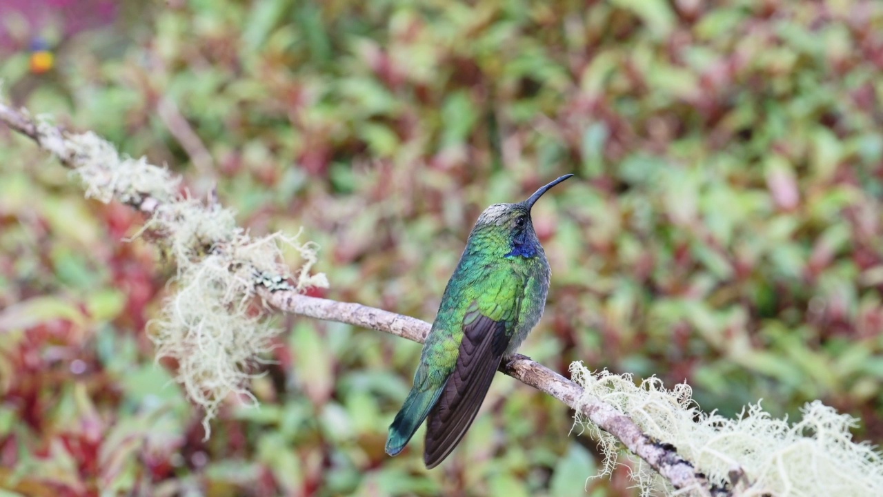 哥斯达黎加小紫堇蜂鸟(colibri cyanotus)近距离肖像飞行鸟降落在树枝和起飞在雨林云雾森林，美丽多彩的鸟类和野生动物视频素材