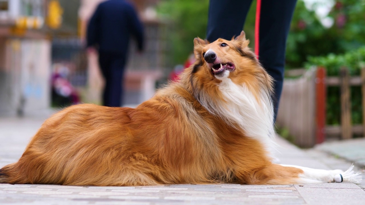 苏格兰牧羊犬躺在马路中间看着镜头友好，可爱粗糙的牧羊犬肖像，4k镜头慢动作。视频素材